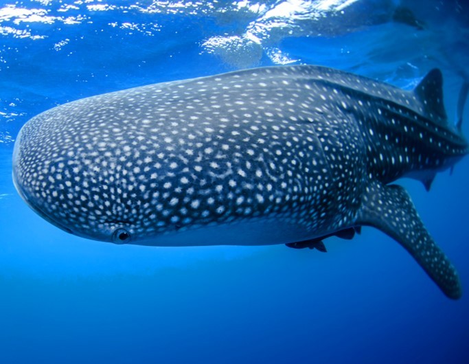 dia-internacional-tubarao-baleia-essencia-ambiente