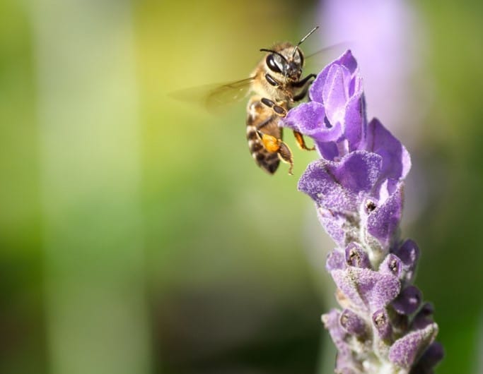 extinção-das-abelhas-planeta-catastrofe-natural-essencia-ambiente