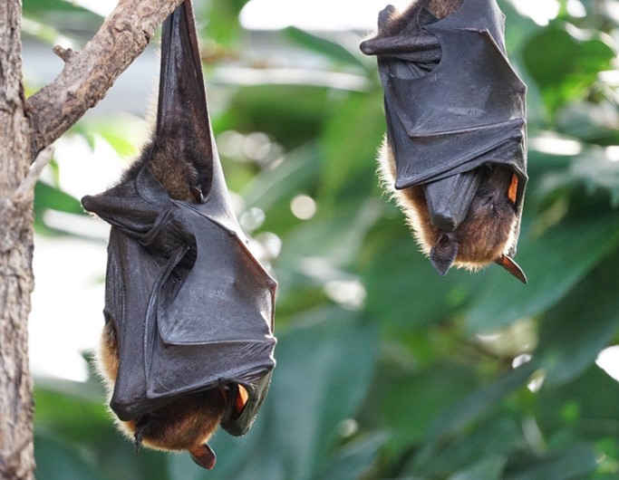 nova-espécie-de-morcego-essencia-ambiente