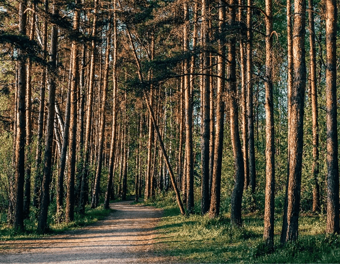 floresta-comum-reflorestar-portugal-essencia-do-ambiente