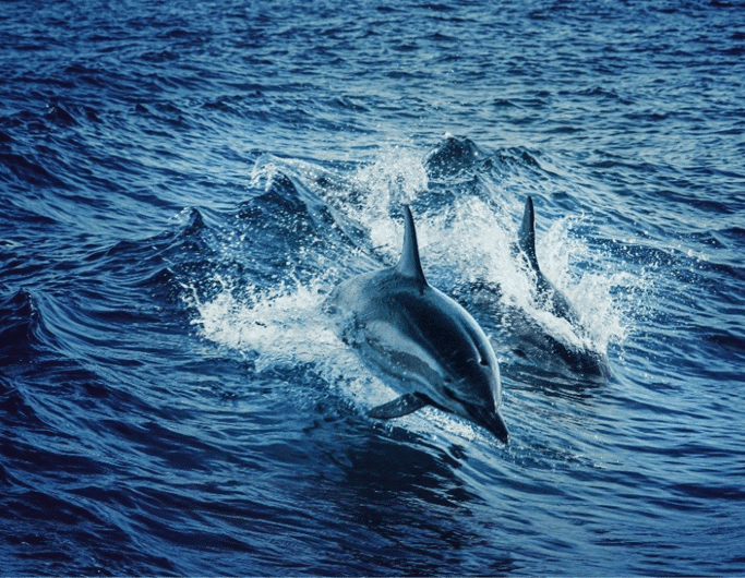 golfinhos-baleias-risco-de-extinçao-essencia-do-ambiente