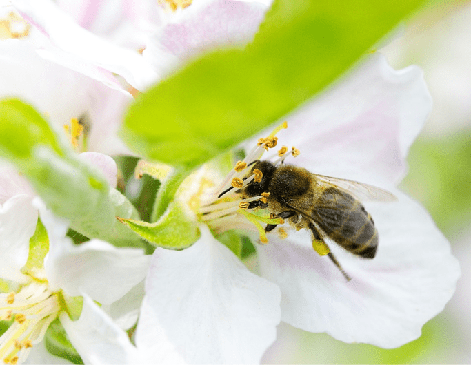 flores-silvestres-abelhas-essencia-do-ambiente