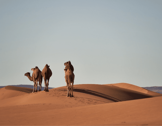 camelos-essencia-do-ambiente
