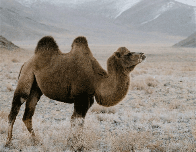 camelo-essencia-ambiente