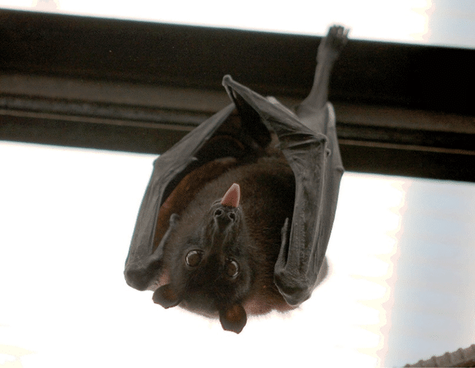 morcegos-essencia-ambiente