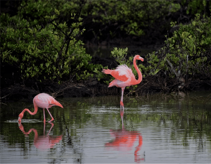 flamingos-sustentabilidade-essencia-ambiente
