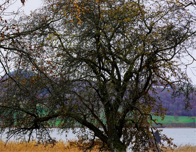 dia-arvore-essencia-ambiente