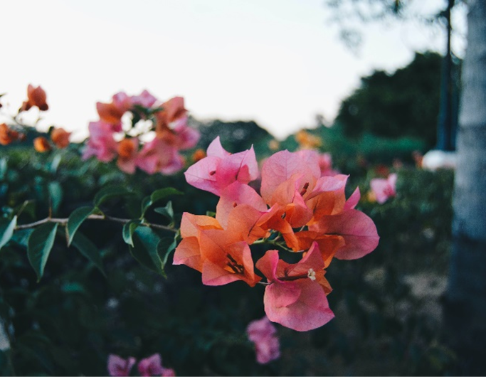 equinocio-primaveraessencia-ambiente