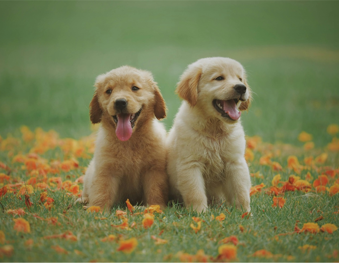 cao-essencia-ambiente