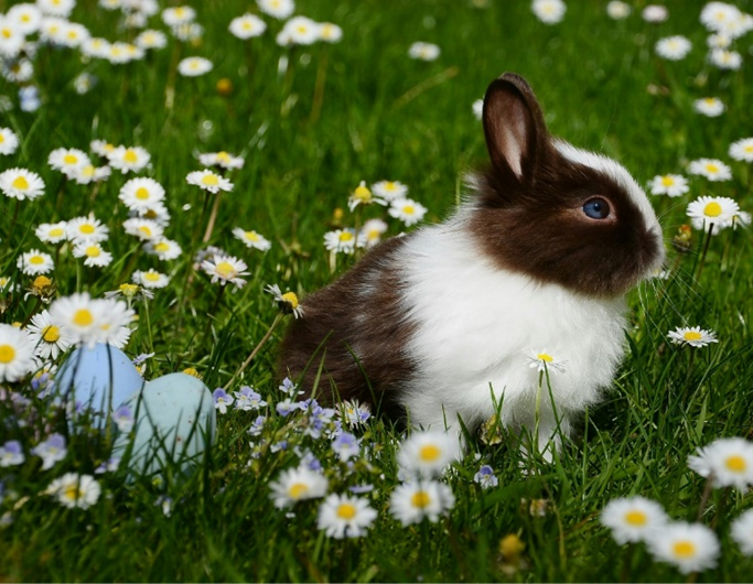 coelho-essencia-ambiente
