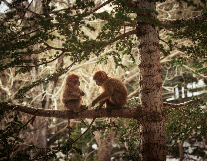dia-internacional-biodiversidade-essencia-ambiente