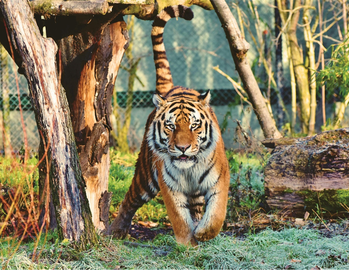 tigre-essencia-ambiente