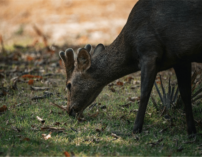 dia-internacional-biodiversidade-essencia-ambiente