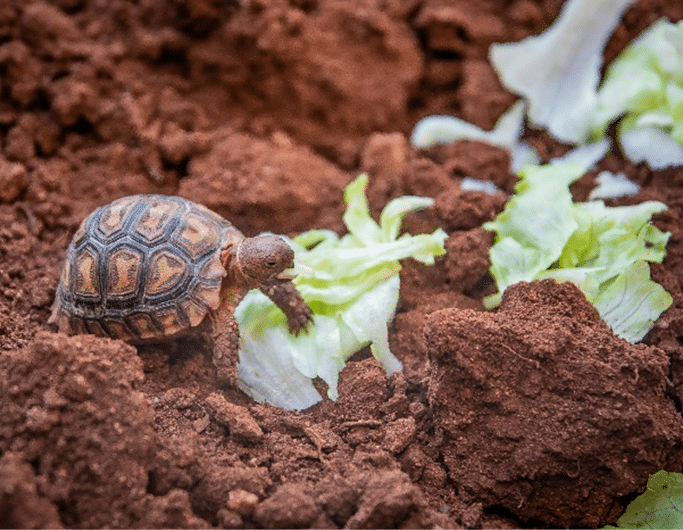 dia-tartaruga-essencia-ambiente