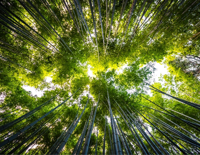 electrao-sustetnabilidade-essencia-ambiente