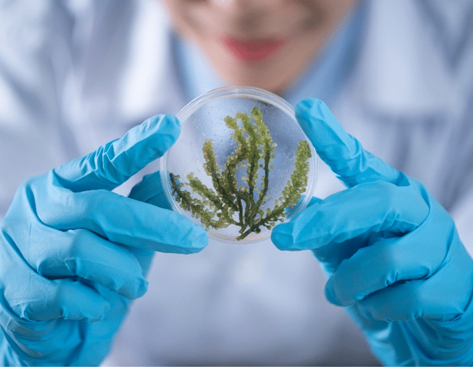 algas-recurso-estrategico