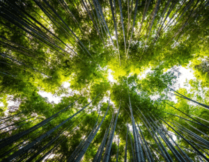 cop-portugal-essencia-ambiente