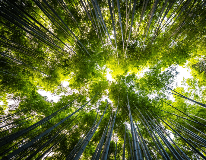 cop-portugal-essencia-ambiente