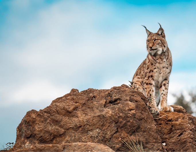 linces-ibericos-essencia-ambiente