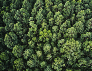 plantas-autóctones-ea