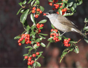 aves-frutos-raros-essencia-do-ambiente