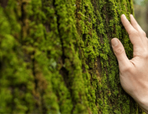 calculadora-digital-sustentabilidade-essencia-do-ambiente