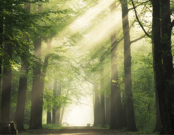 Gestão florestal e proteção da biodiversidade na Tapada de Mafra