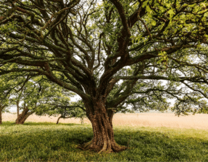 Investigação científica sobre a resistência genética dos castanheiros à doença da tinta
