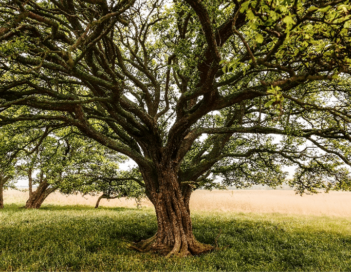 Investigação científica sobre a resistência genética dos castanheiros à doença da tinta