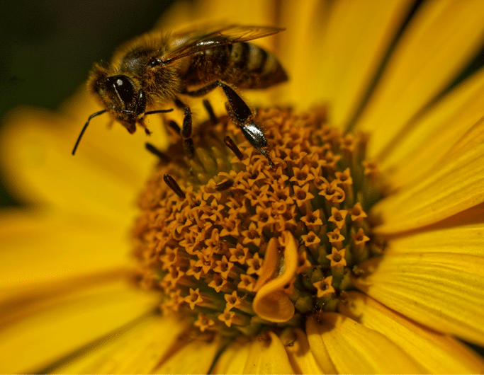 Proteção de abelhas e borboletas no âmbito do plano Polinizadores em Ação