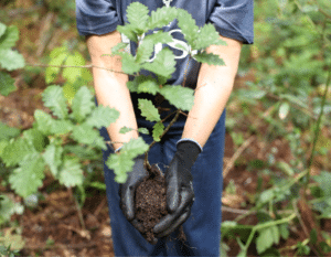 Voluntários a plantar árvores autóctones na Mata do Bussaco para preservação da biodiversidade