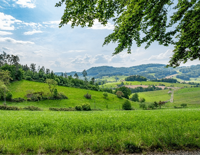 Paisagem natural em Portugal em processo de restauro ecológico e regeneração